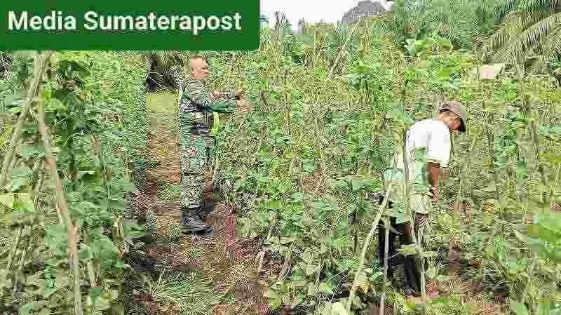 Babinsa Sertu Edi Purnawan Dampingi Petani Rawat Tanaman Kacang Panjang Babinsa Sertu Edi Purnawan Dampingi Petani Rawat Tanaman Kacang Panjang