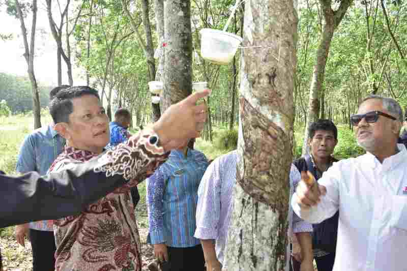 Pemkab Tubaba dan Muhammadiyah Buka Investasi Bagi Mercu Biotech Group Pemkab Tubaba dan Muhammadiyah Buka Investasi Bagi Mercu Biotech Group