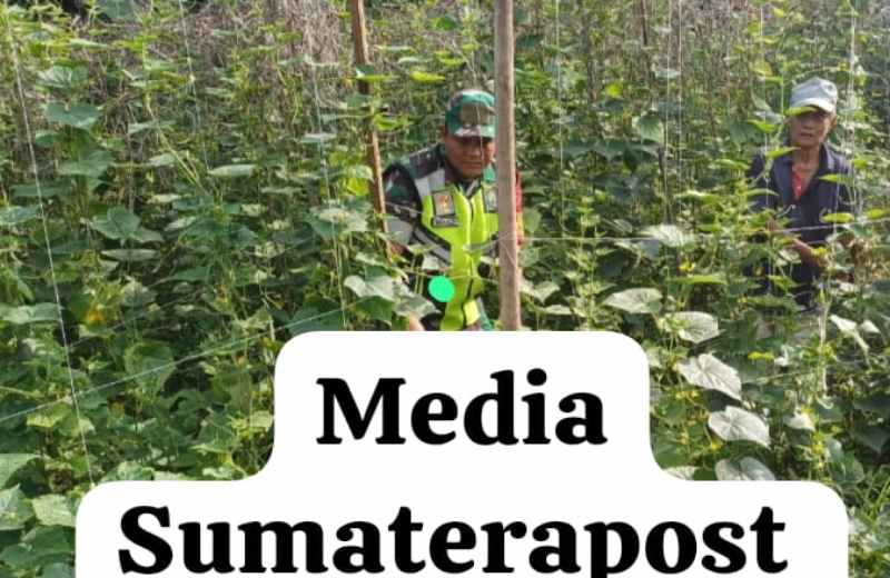 Aktif Dampingi Petani Babinsa 03/Seruway Serda Mukhlis Sambangi Petani Timun Aktif Dampingi Petani Babinsa 03/Seruway Serda Mukhlis Sambangi Petani Timun