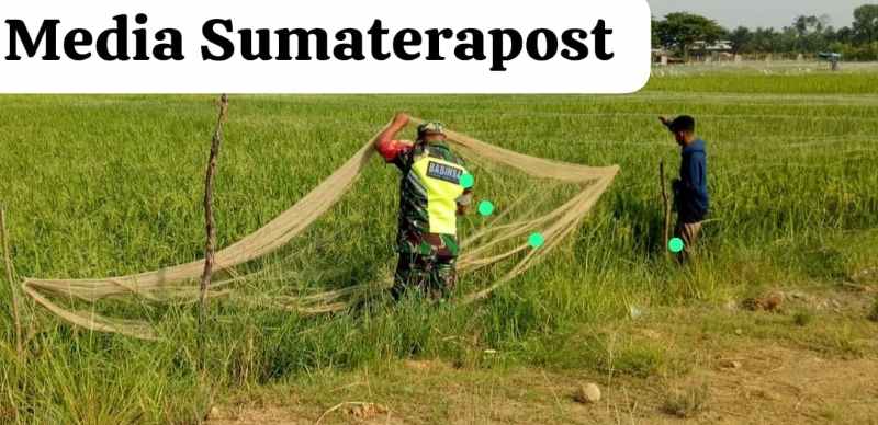 Banyak Burung, Babinsa Serda Anton Sujarwo Dampingi Petani Pasang Jaring Banyak Burung, Babinsa Serda Anton Sujarwo Dampingi Petani Pasang Jaring