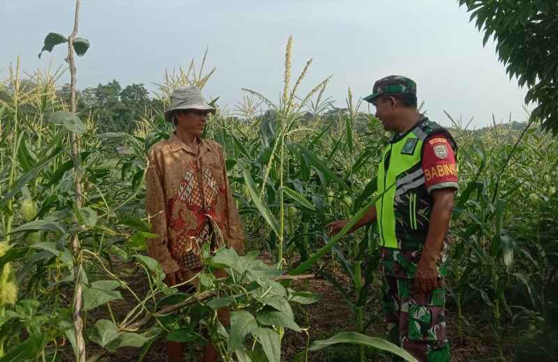 Babinsa Serma Saiful Muhni Rutin Dampingi Petani Cek Pertumbuhan Tanaman Jagung Babinsa Serma Saiful Muhni Rutin Dampingi Petani Cek Pertumbuhan Tanaman Jagung