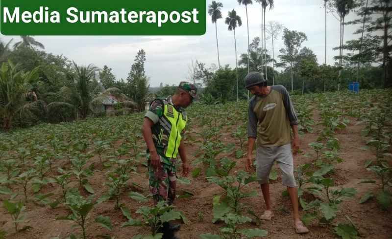 Babinsa Serama Saiful Muhni Dampingi Petani Rawat Pertumbuhan Tanaman Terong Babinsa Serama Saiful Muhni Dampingi Petani Rawat Pertumbuhan Tanaman Terong