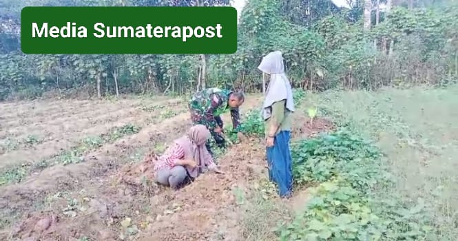 Babinsa Serda Sugianto Dampingi Petani Panen Ubi Jalar di Desa Paya Rahat Babinsa Serda Sugianto Dampingi Petani Panen Ubi Jalar di Desa Paya Rahat