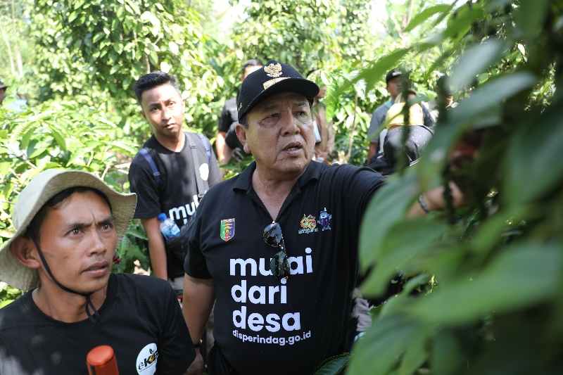 Gubernur Arinal Panen dan Tinjau Lokasi Penanaman Sistem Tumpang Sari Kopi dan Lada Gubernur Arinal Panen dan Tinjau Lokasi Penanaman Sistem Tumpang Sari Kopi dan Lada