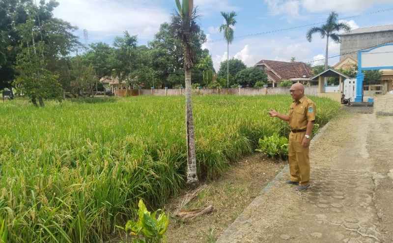 Mantap, SMPN 1 Sungai Pinang Ajarkan Siswanya Belajar Menaman Padi “Tandur” Ini Hasilnya!! Mantap, SMPN 1 Sungai Pinang Ajarkan Siswanya Belajar Menaman Padi “Tandur” Ini Hasilnya!!