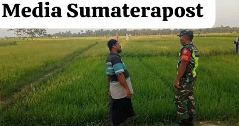 Terjun langsung Babinsa Sertu Supriadi Dampingi Petani Pantau Perkembangan Tanaman Padi Terjun langsung Babinsa Sertu Supriadi Dampingi Petani Pantau Perkembangan Tanaman Padi