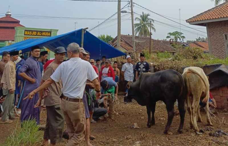 Hari Idul Adha 1445 H, Pengurus Masjid AL Huda Lampura Potong 4 ekor Sapi dan 3 Kambing Hari Idul Adha 1445 H, Pengurus Masjid AL Huda Lampura Potong 4 ekor Sapi dan 3 Kambing