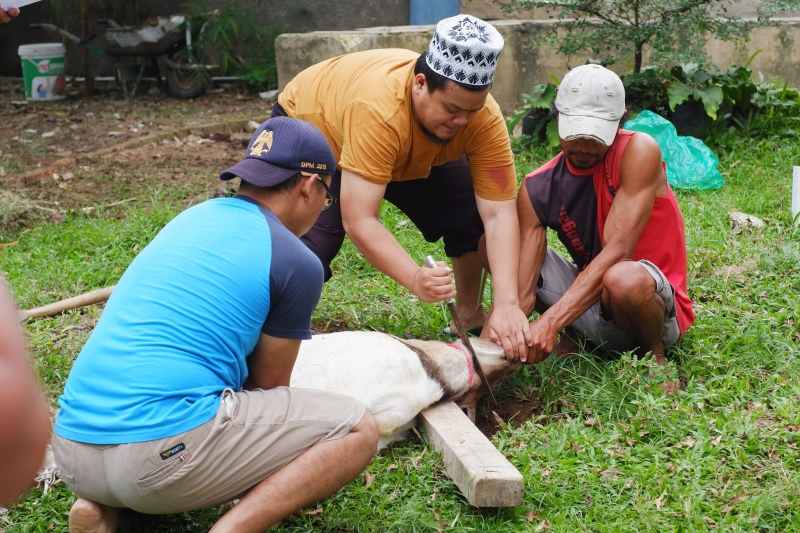 Yayasan Alfian Husin dan IIB Darmajaya Sembelih 2 Sapi dan 6 Kambing Idul Adha 1445 H Yayasan Alfian Husin dan IIB Darmajaya Sembelih 2 Sapi dan 6 Kambing Idul Adha 1445 H