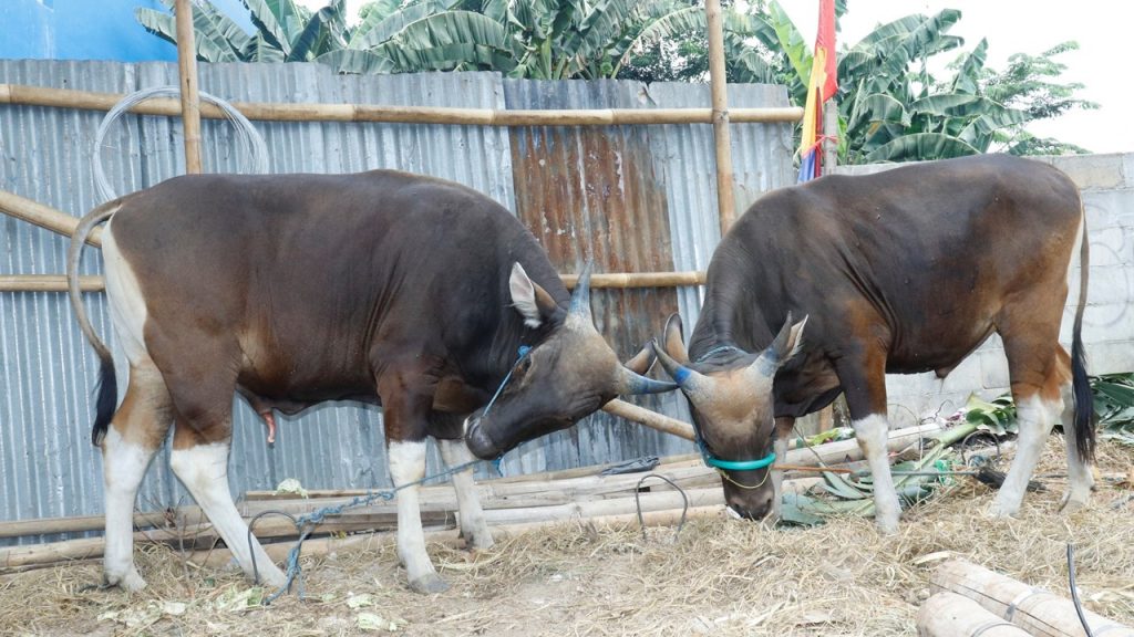 Wakili Insan Pers, Ketua PWI Tubaba Terima 2 Sapi Kurban untuk Wartawan Wakili Insan Pers, Ketua PWI Tubaba Terima 2 Sapi Kurban untuk Wartawan