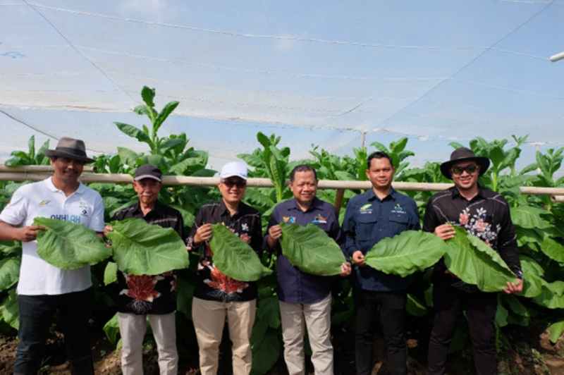 PTPN I Regional 4 Kebun Tembakau Gelar Panen Perdana PTPN I Regional 4 Kebun Tembakau Gelar Panen Perdana