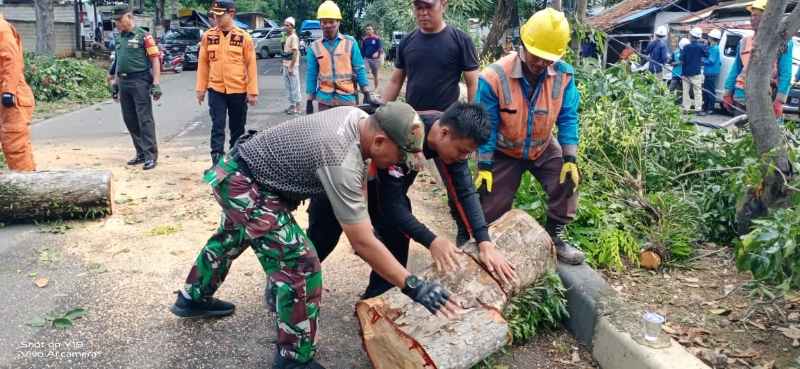 Bersinergi, Babinsa dan Bhabinkamtibmas Bantu BPBD Bandar Lampung Evakuasi Pohon Tumbang Bersinergi, Babinsa dan Bhabinkamtibmas Bantu BPBD Bandar Lampung Evakuasi Pohon Tumbang
