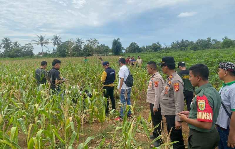 Babinsa Serama Ridho Mutaqin Terjun Langsung Ngusir Burung Disawah Babinsa Serama Ridho Mutaqin Terjun Langsung Ngusir Burung Disawah