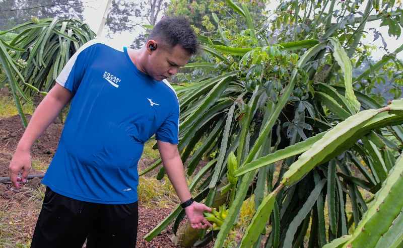 Wabup Sergai Dorong Pengembangan Buah Naga Untuk Tingkatkan Ekonomi Wabup Sergai Dorong Pengembangan Buah Naga Untuk Tingkatkan Ekonomi