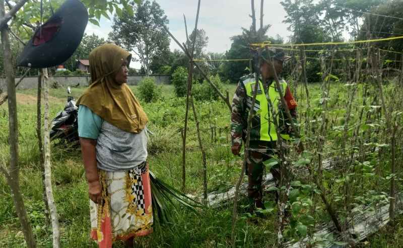 Babinsa Sertu Candra Wira Bantu Perawatan Kacang Panjang Milik Warga Binaan Babinsa Sertu Candra Wira Bantu Perawatan Kacang Panjang Milik Warga Binaan