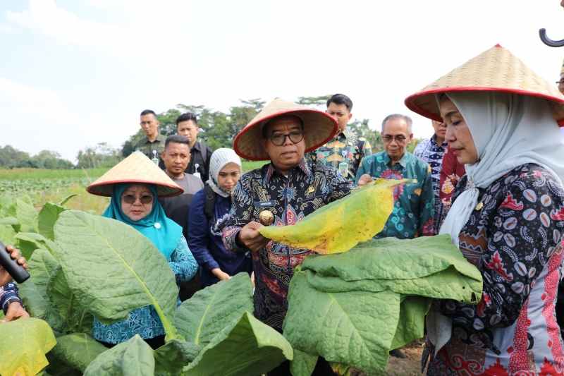 Pj. Gubernur Samsudin Panen Tembakau dan Beri Bantuan Pupuk di Lampung Timur Pj. Gubernur Samsudin Panen Tembakau dan Beri Bantuan Pupuk di Lampung Timur
