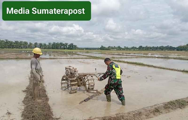Serda Hendrik Siregar Bantu Petani Bajak Sawah Dengan Traktor Serda Hendrik Siregar Bantu Petani Bajak Sawah Dengan Traktor