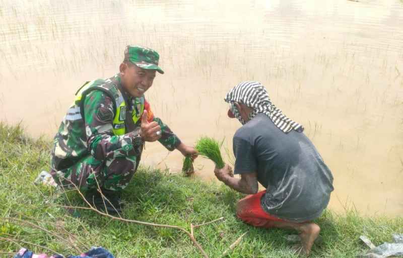 Babinsa Koramil 09 Banda Mulia Sertu Hendra Pendampingan Petani Babinsa Koramil 09 Banda Mulia Sertu Hendra Pendampingan Petani
