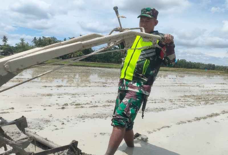 Ketahanan Pangan, Babinsa Sertu Hendra Terjun Langsung Bajak Sawah di Desa Matang Seping Ketahanan Pangan, Babinsa Sertu Hendra Terjun Langsung Bajak Sawah di Desa Matang Seping