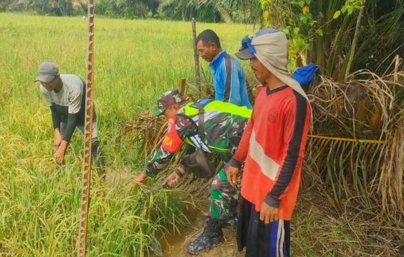Pak Tambah bersama Babinsa Hendra HS Siap Panen Padi Mulai Menguning Pak Tambah bersama Babinsa Hendra HS Siap Panen Padi Mulai Menguning
