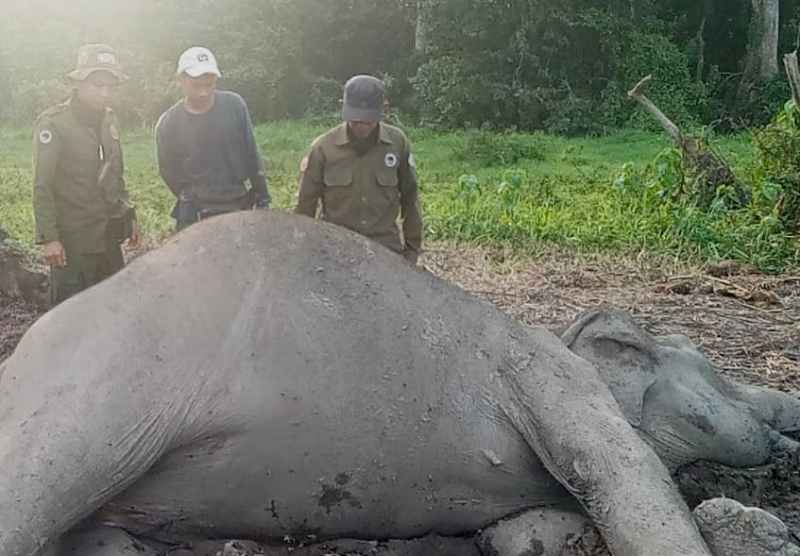 Gajah Liar Dewasa Ditemukan Mati di TNWK, Penyebab Kematian Masih Diselidiki Gajah Liar Dewasa Ditemukan Mati di TNWK, Penyebab Kematian Masih Diselidiki