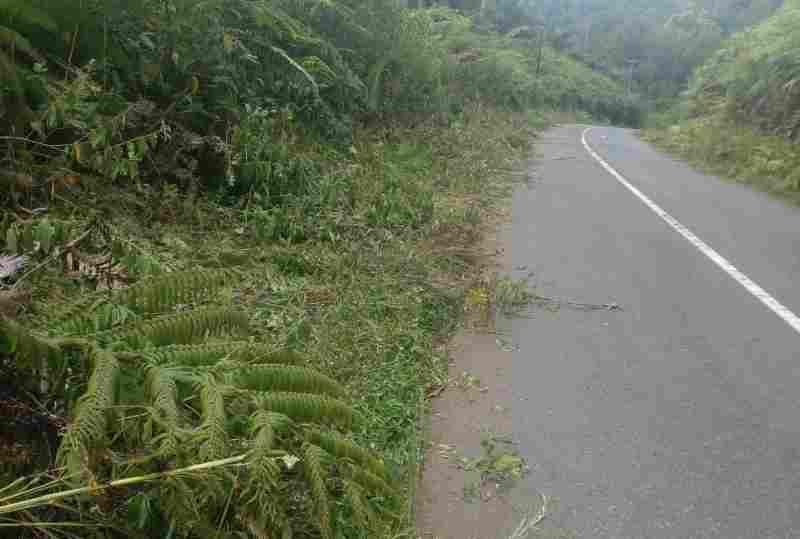 Setelah Disentil Baru Dikerjakan Tebas Bayang Semak Menutupi Jalan Lintas Bukit Resam, Bengkulu utara Setelah Disentil Baru Dikerjakan Tebas Bayang Semak Menutupi Jalan Lintas Bukit Resam, Bengkulu utara