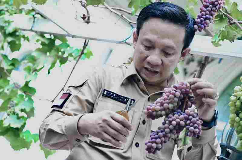 Prospek Budidaya Anggur Masih Terbuka Lebar di Pringsewu Prospek Budidaya Anggur Masih Terbuka Lebar di Pringsewu