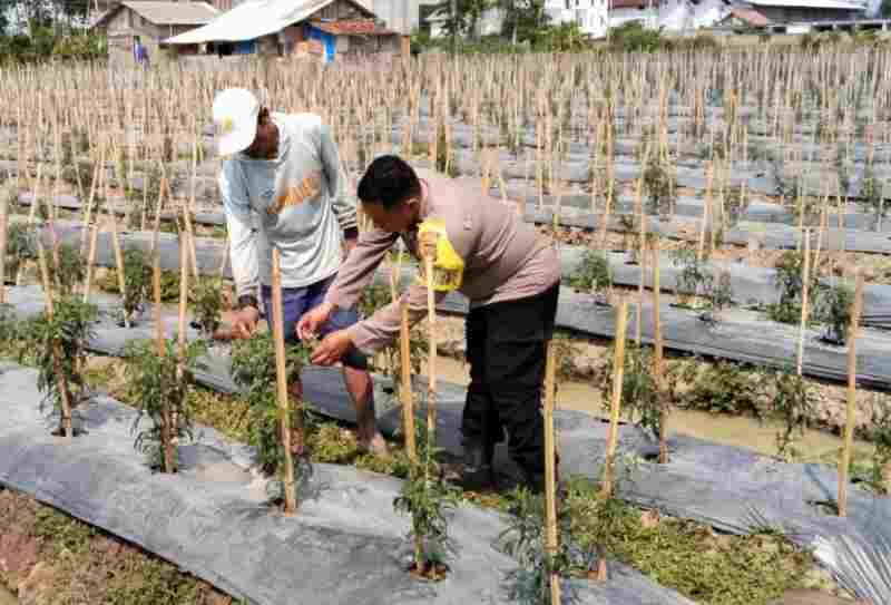 Dukung Peningkatan Ketahanan Pangan Nasional Bhabinkamtibmas Terjun Langsung Bantu Petani Dukung Peningkatan Ketahanan Pangan Nasional Bhabinkamtibmas Terjun Langsung Bantu Petani