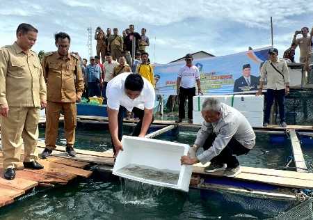 Bupati Roby Serahkan 40 Ribu Ekor Benih Kerapu Cantang dan 1.500 Teripang di Mantang Bupati Roby Serahkan 40 Ribu Ekor Benih Kerapu Cantang dan 1.500 Teripang di Mantang