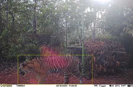 Polres Pesibar Imbau Warga Waspada, Harimau Kembali Tertangkap Kamera Pengawas Polres Pesibar Imbau Warga Waspada, Harimau Kembali Tertangkap Kamera Pengawas