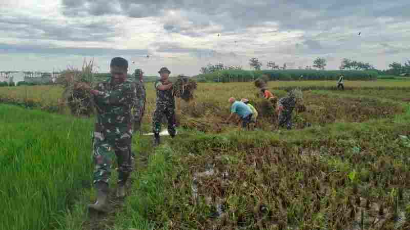 Babinsa Koramil Tlogowungu Dikerahkan Bantu Petani Panen Padi Babinsa Koramil Tlogowungu Dikerahkan Bantu Petani Panen Padi