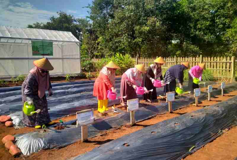 Ketum IKBI PTPN I Reg.7 Kampanye “Ketahanan Pangan dari Rumah” Ketum IKBI PTPN I Reg.7 Kampanye “Ketahanan Pangan dari Rumah”