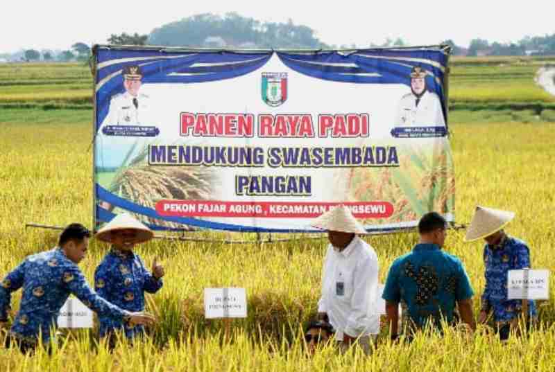 Bupati Pringsewu Riyanto Pamungkas Panen Raya Padi di Pekon Fajaragung Bupati Pringsewu Riyanto Pamungkas Panen Raya Padi di Pekon Fajaragung