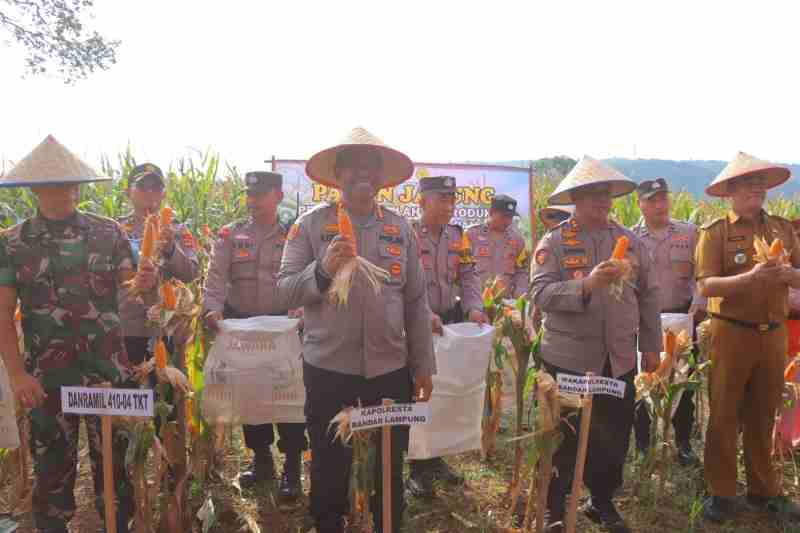 Dukung Katahanan Pangan Nasional, Polresta Bandar Lampung Panen Jagung Dukung Katahanan Pangan Nasional, Polresta Bandar Lampung Panen Jagung