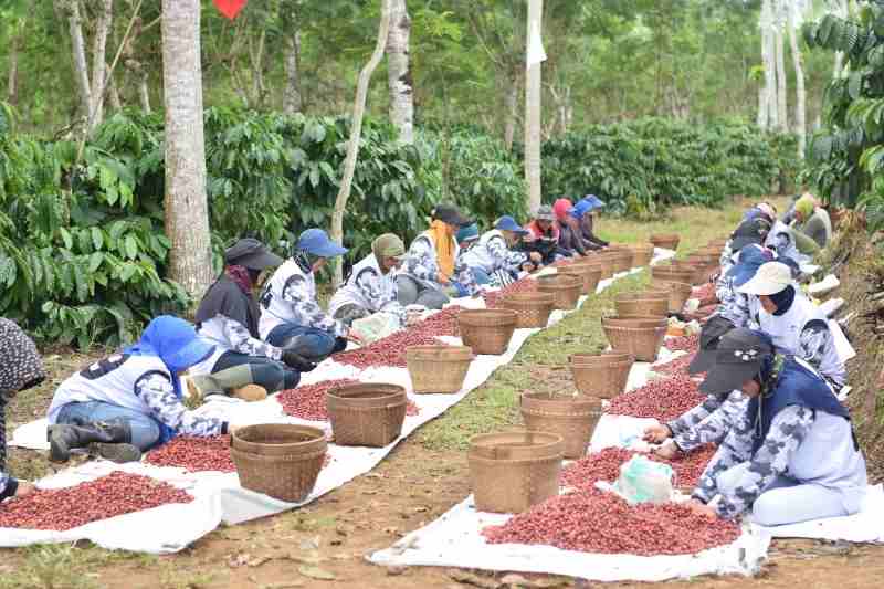 PTPN I Komitmen Bangun Ijen Lewat Sinergi Masyarakat PTPN I Komitmen Bangun Ijen Lewat Sinergi Masyarakat