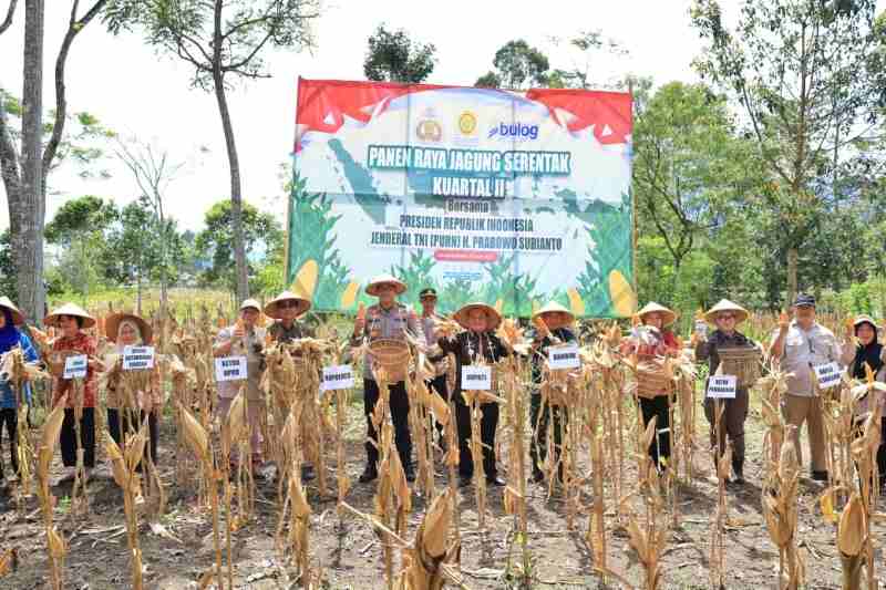 Mad Hasnurin Panen Raya Jagung Serentak Kuartal II di Pekon Sebarus Mad Hasnurin Panen Raya Jagung Serentak Kuartal II di Pekon Sebarus