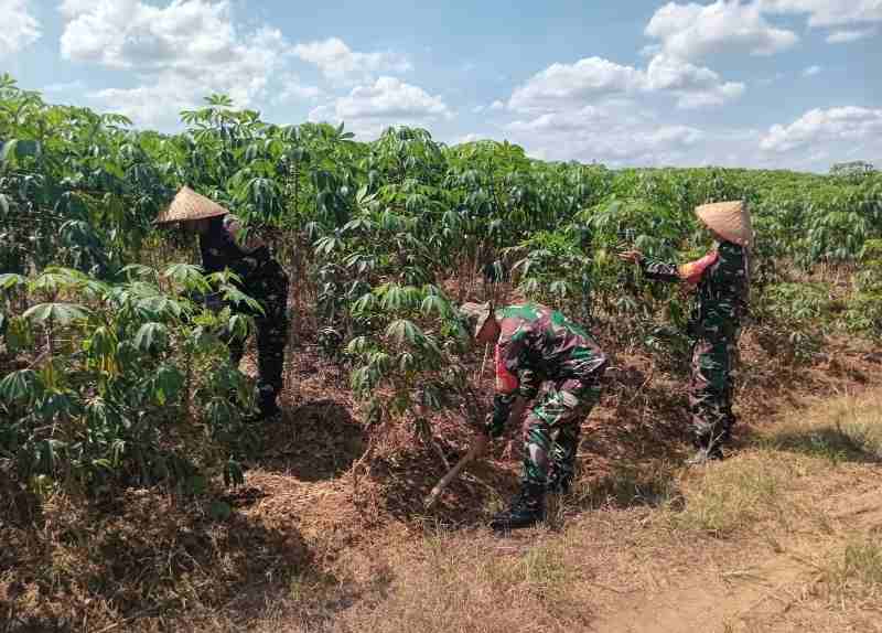 Dukung Ketahanan Pangan, Anggota Koramil 410/PJG Lakukan Bersih-bersih Dukung Ketahanan Pangan, Anggota Koramil 410/PJG Lakukan Bersih-bersih