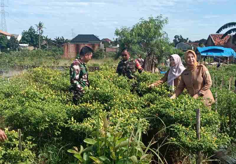 Koramil 410-04/TkT dan Babinsa Way Kandis Ikut Partisipasi Kegiatan Kelompok Wanita Tani Koramil 410-04/TkT dan Babinsa Way Kandis Ikut Partisipasi Kegiatan Kelompok Wanita Tani