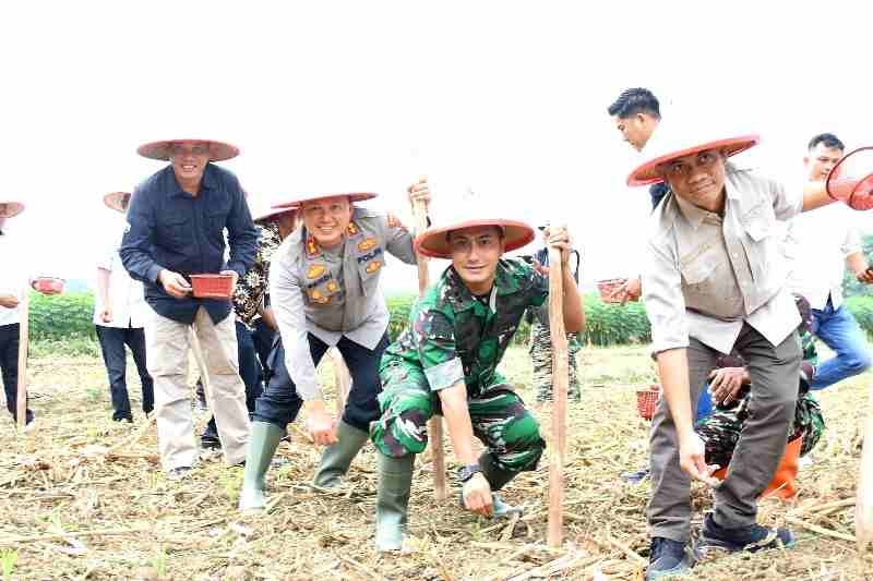 Tubaba Gelar Penanaman Jagung Serentak: Komitmen Wujudkan Swasembada Pangan Tubaba Gelar Penanaman Jagung Serentak: Komitmen Wujudkan Swasembada Pangan