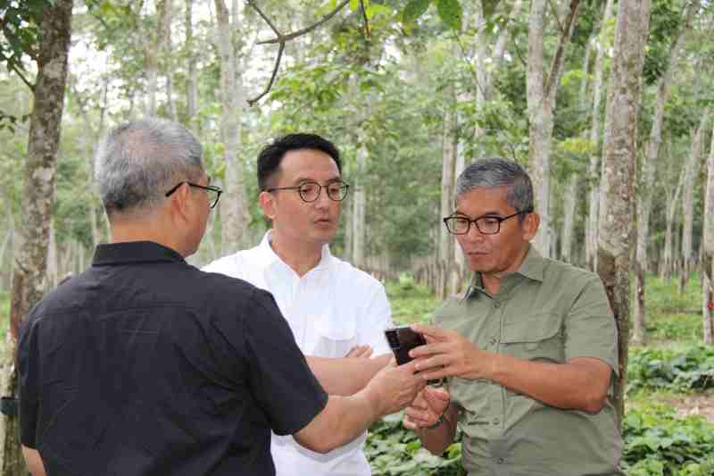 Trend Positif Harga Karet Dunia, PTPN I Siapkan Strategi Untuk Raih Laba Optimal Trend Positif Harga Karet Dunia, PTPN I Siapkan Strategi Untuk Raih Laba Optimal