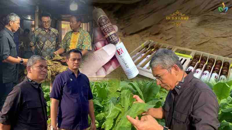 Hilirisasi Cerutu Golden Djawa, Komitmen PTPN I Dukung Asta Cita Hilirisasi Cerutu Golden Djawa, Komitmen PTPN I Dukung Asta Cita