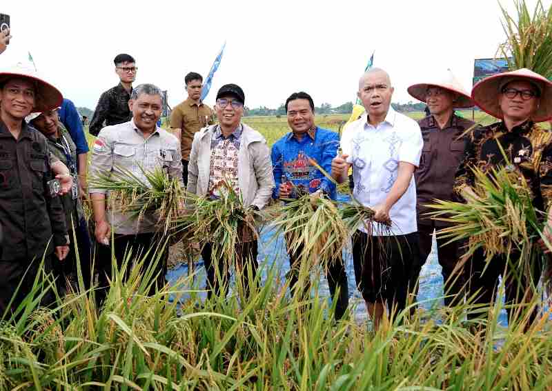Panen Raya di Trimurjo, Lampung Siap Jadi Garda Terdepan Ketahanan Pangan Nasional Panen Raya di Trimurjo, Lampung Siap Jadi Garda Terdepan Ketahanan Pangan Nasional