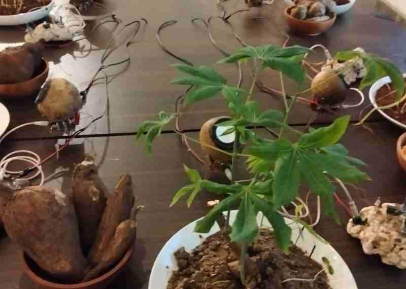 Impian Lohjinawi: Ketika Tanah Bicara, Petani Bernyanyi Impian Lohjinawi: Ketika Tanah Bicara, Petani Bernyanyi