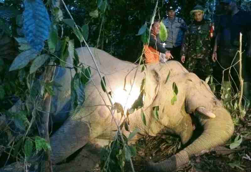 Seekor Gajah Jantan Mati di Ladang Warga Aceh Timur, Diduga Minum Racun Rumput Seekor Gajah Jantan Mati di Ladang Warga Aceh Timur, Diduga Minum Racun Rumput