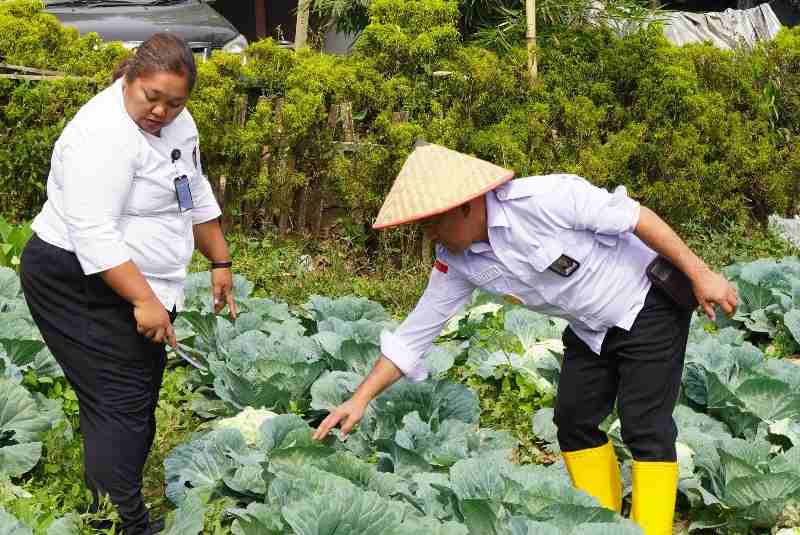 Panen Kol di Rutan Kabanjahe: Bukti Keberhasilan Program Pembinaan Kemandirian Panen Kol di Rutan Kabanjahe: Bukti Keberhasilan Program Pembinaan Kemandirian