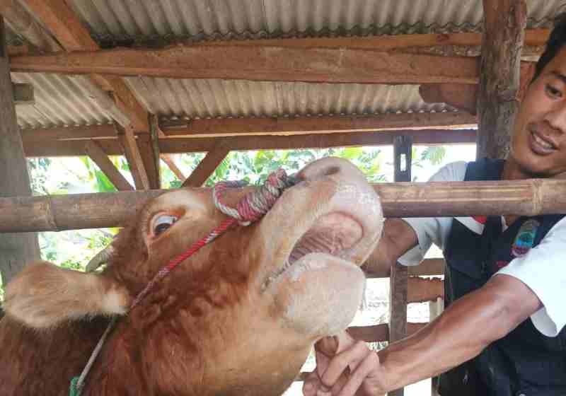 14 Ekor Sapi Tewas Terserang PMK di Way Panji, Lampung Selatan 14 Ekor Sapi Tewas Terserang PMK di Way Panji, Lampung Selatan