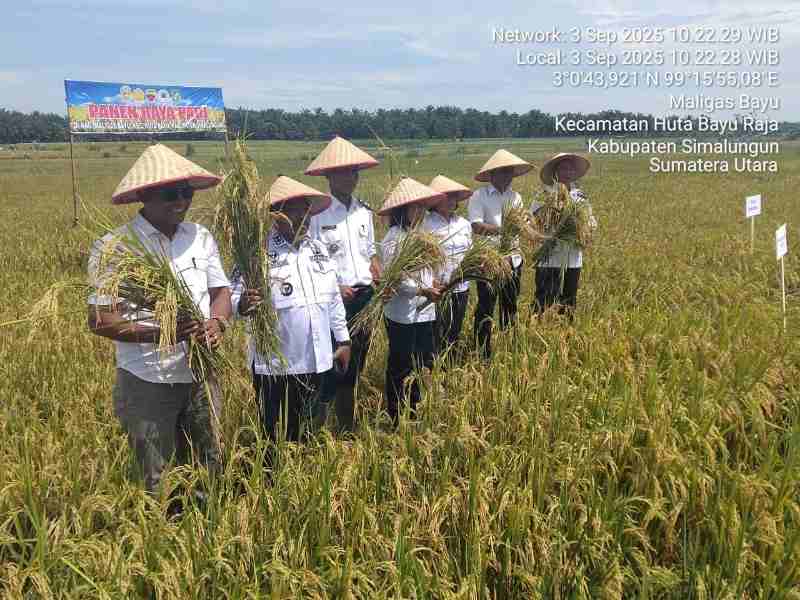 Wujudkan Swasembada Pangan Presiden Prabowo: TNI-Polri Sinergi Gelar Panen Raya Padi Wujudkan Swasembada Pangan Presiden Prabowo: TNI-Polri Sinergi Gelar Panen Raya Padi