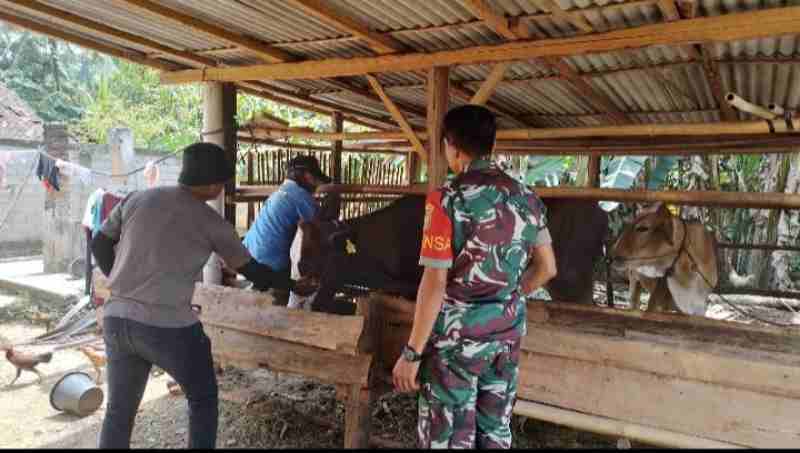 Babinsa Koramil 426-05/PA Anjangsana ke Peternakan Sapi Warga Binaan Babinsa Koramil 426-05/PA Anjangsana ke Peternakan Sapi Warga Binaan