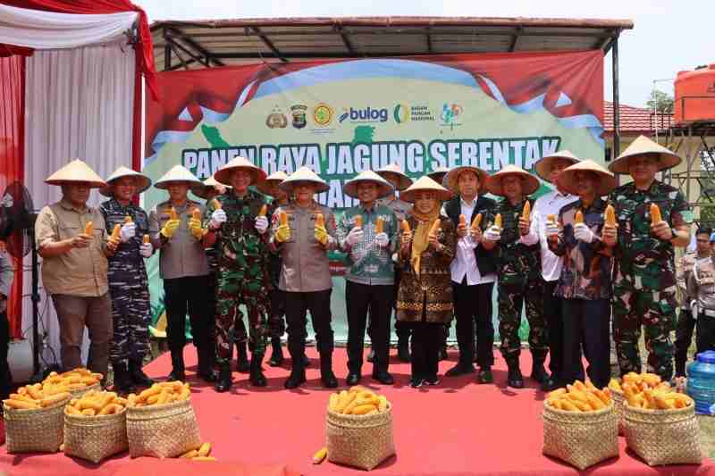 Kapolda Dan Pangdam XXI/Radin Inten Gelar Panen Raya Jagung di Pringsewu Kapolda Dan Pangdam XXI/Radin Inten Gelar Panen Raya Jagung di Pringsewu
