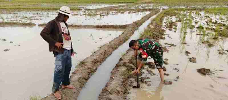Perkuat Ketahanan Pangan, Babinsa Kel. Tanjung Baru Koramil 410-04/TKT Laksanakan Monitoring Perkuat Ketahanan Pangan, Babinsa Kel. Tanjung Baru Koramil 410-04/TKT Laksanakan Monitoring