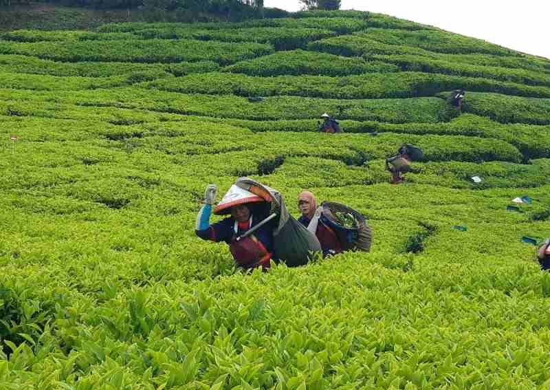 Perkuat Hilirisasi, PTPN I Regional 2 Segera Replanting 14.000 Hektar Perkuat Hilirisasi, PTPN I Regional 2 Segera Replanting 14.000 Hektar